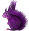 Work purple squirrel.jpg